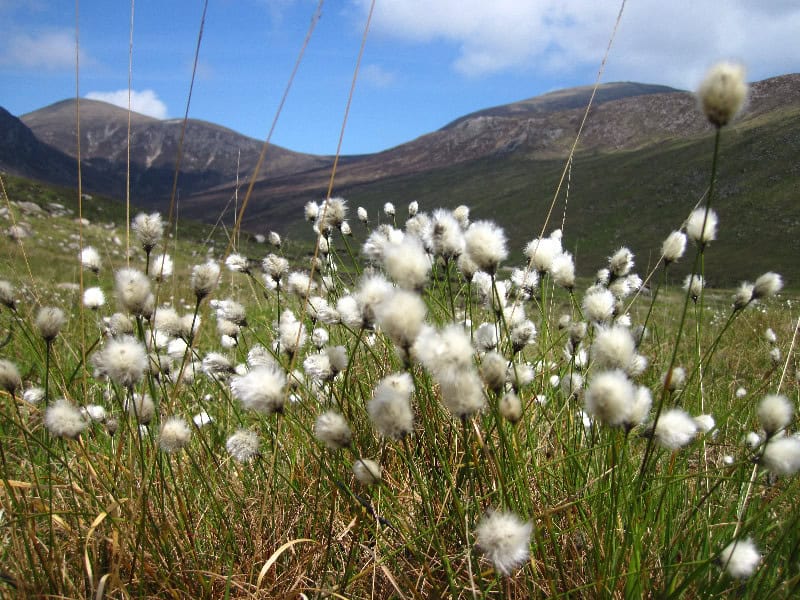 Photo Album: Flora and Fauna of the Mountains Wild cotton grass blooming in a mountainous landscape in the British countryside during summer.