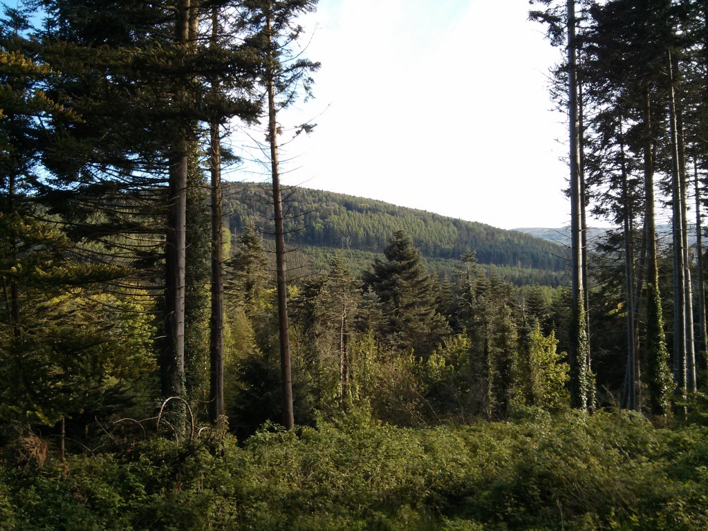 Tollymore Forest