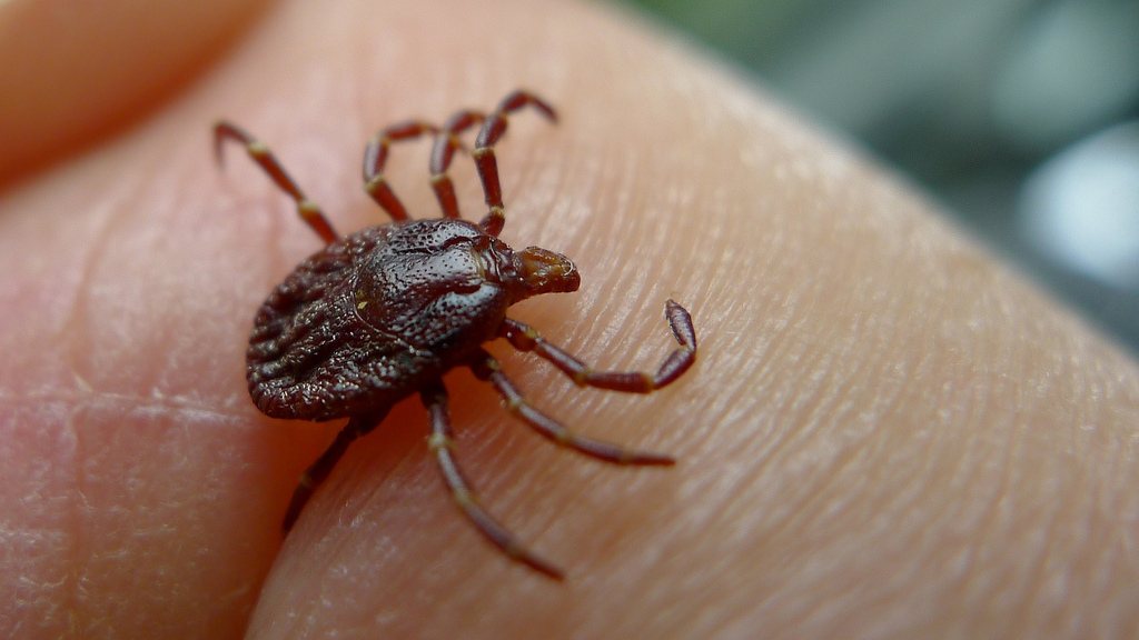 an impage of a tick insect on human skin