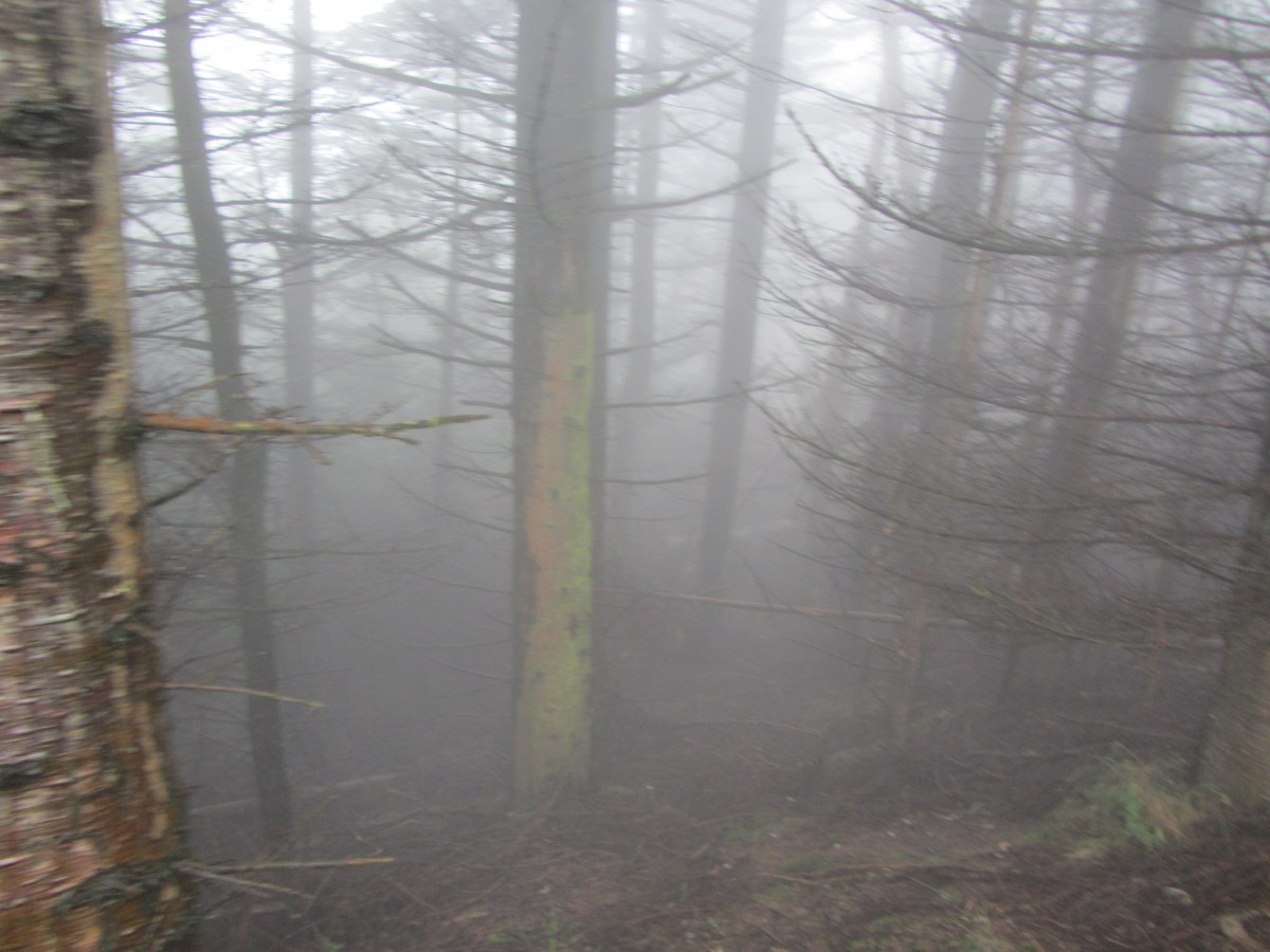 woods cloaked in mist