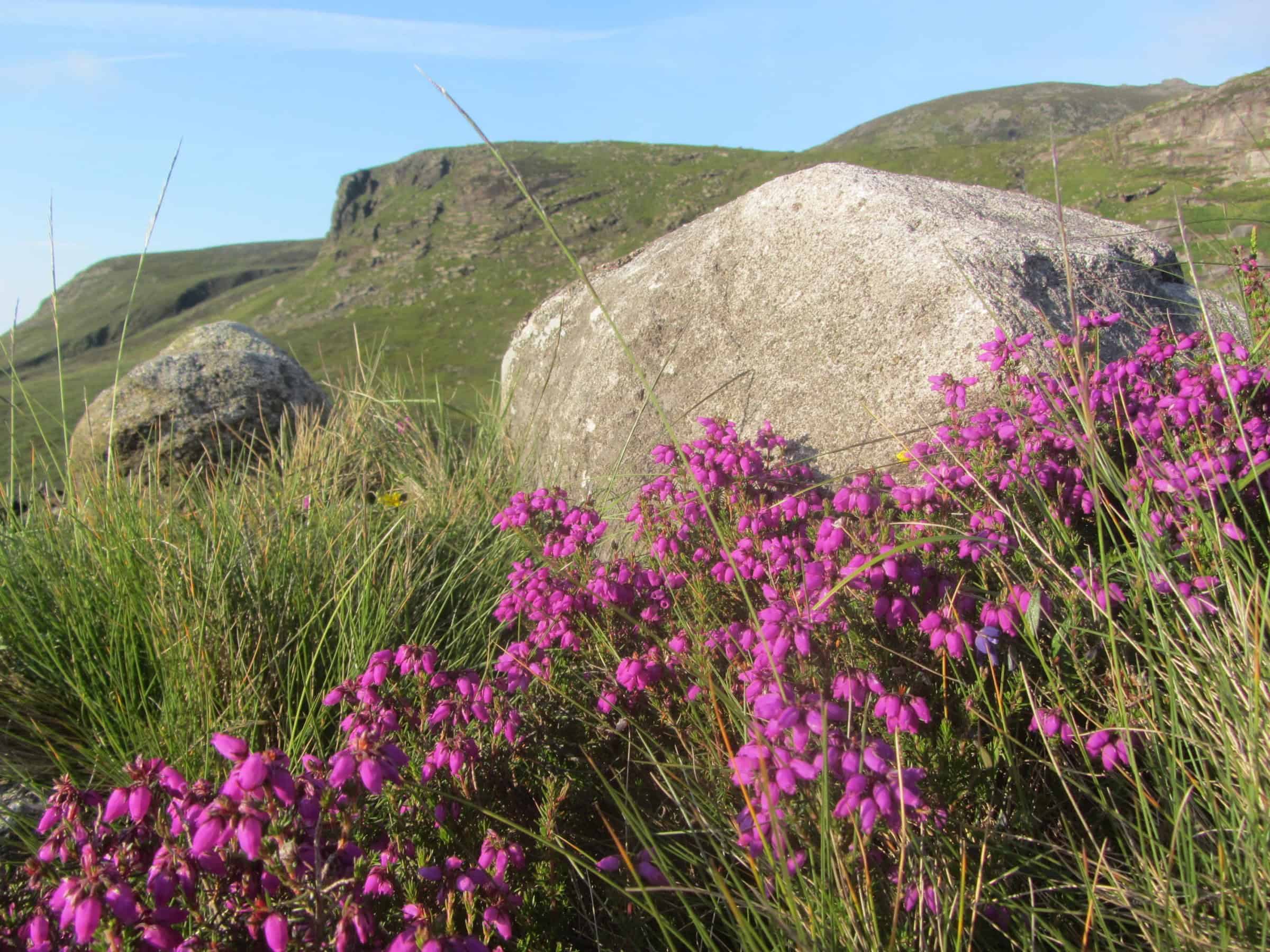 Photo Album: Slieve Lamagan Colorful wildflowers and large rocks in a lush green mountain landscape on a sunny day.