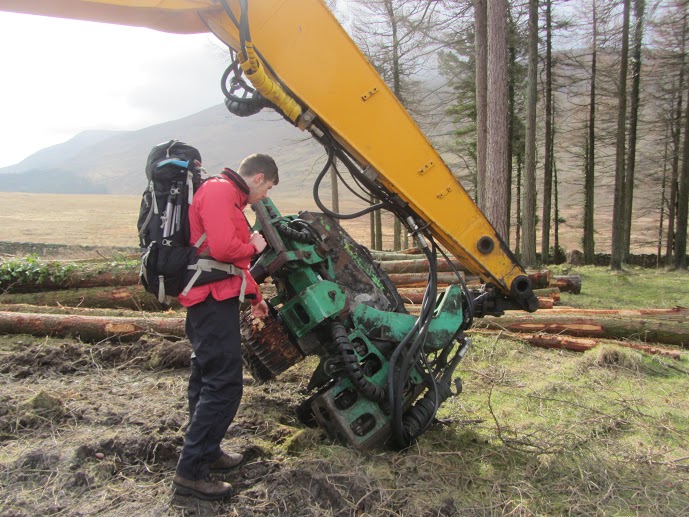 Tree felling in Tollymore