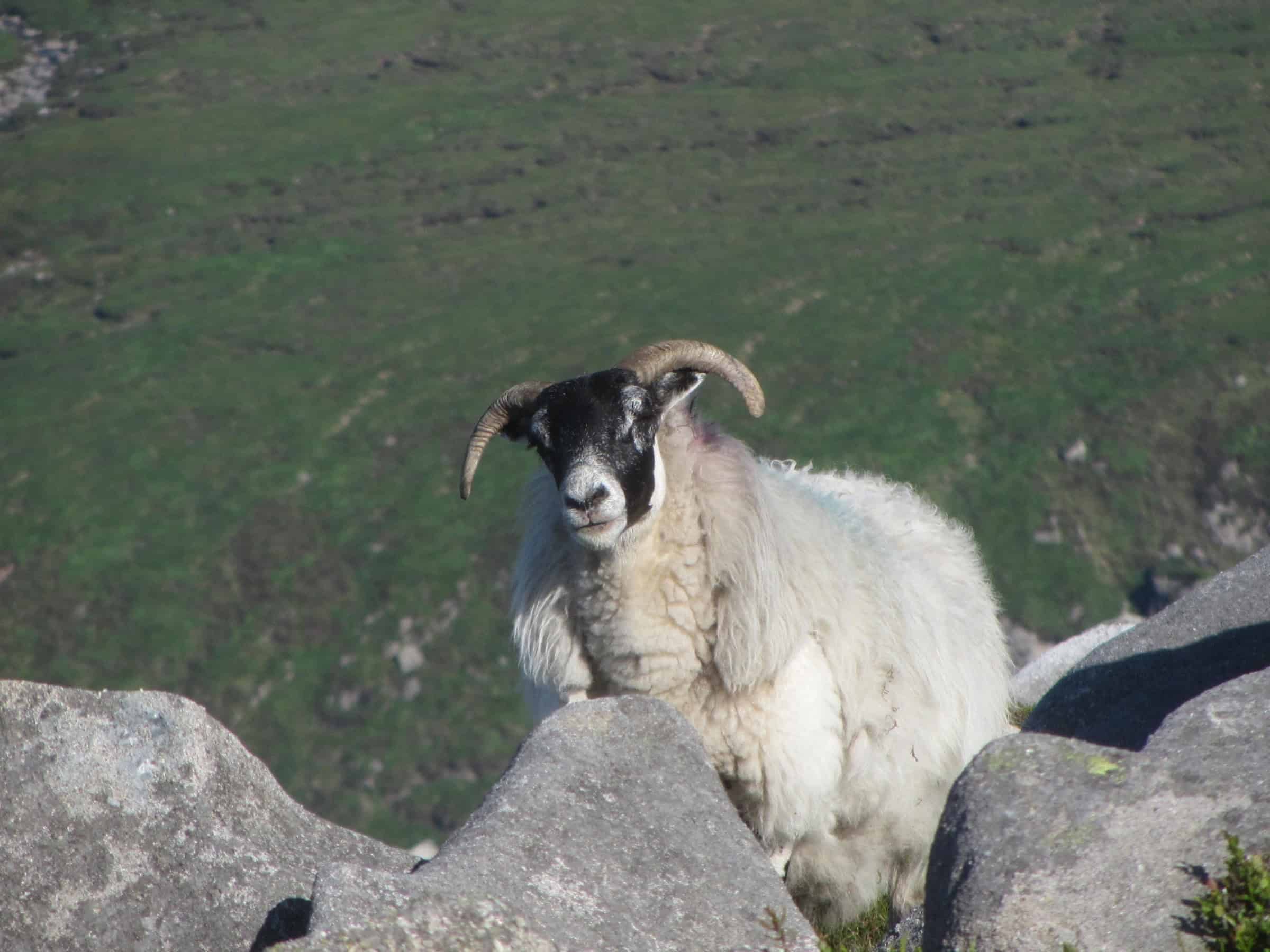 Breathtaking lakeside mountain landscape with rolling green hills and rugged terrain during daytime.