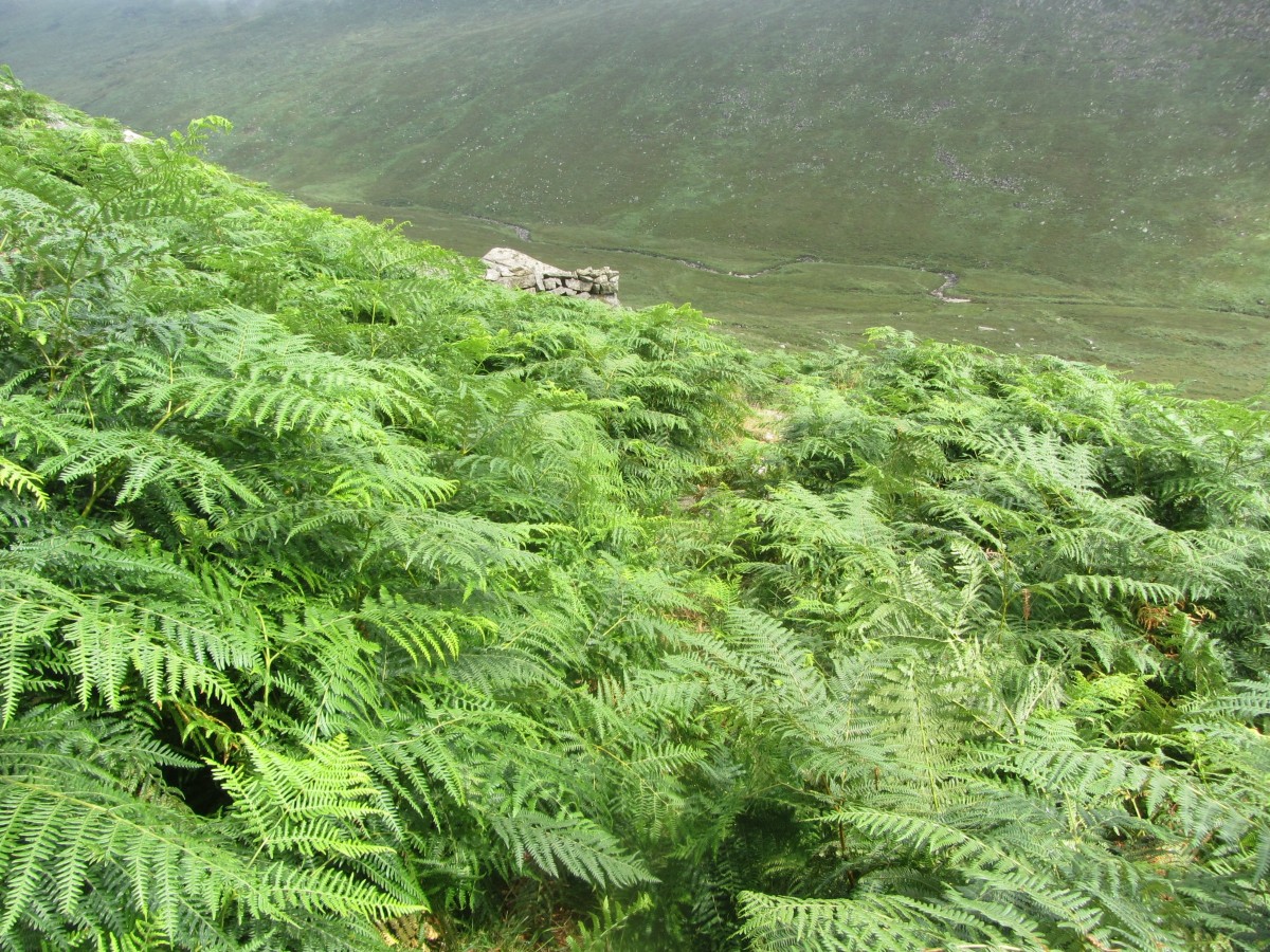 Thick swathes of fern