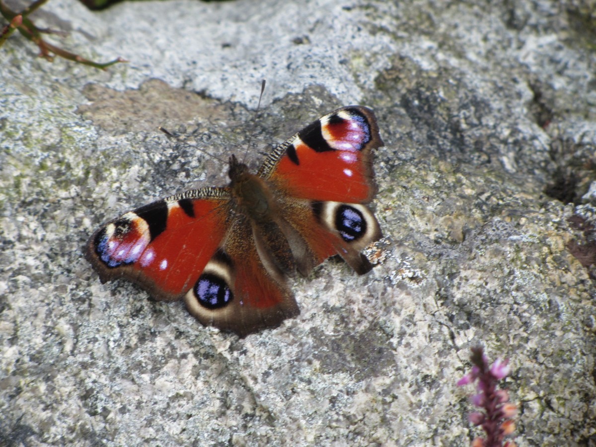 Peacock butterfly