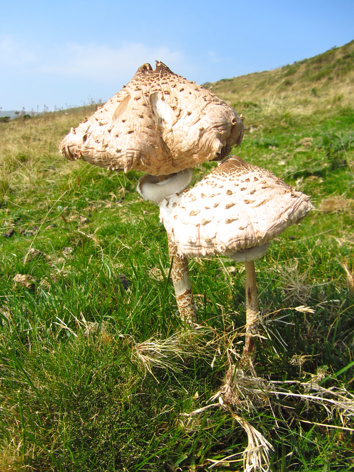 Fungi on Knockshee