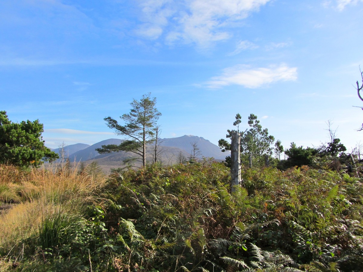 Towards Binnian