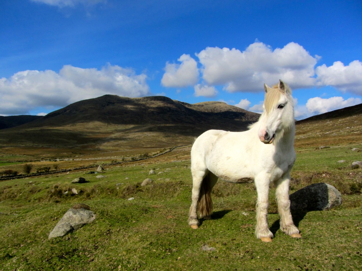 Mourne pony