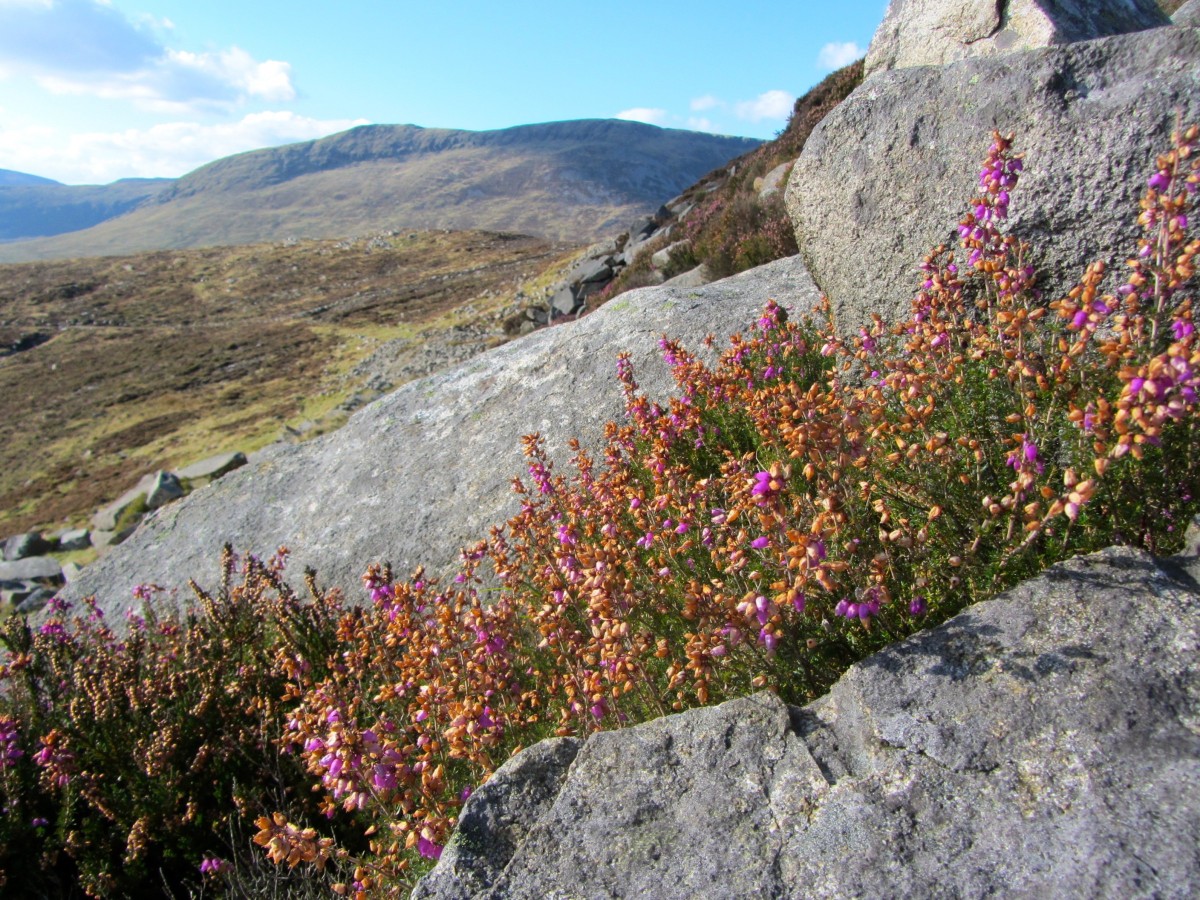 Heather still in bloom.