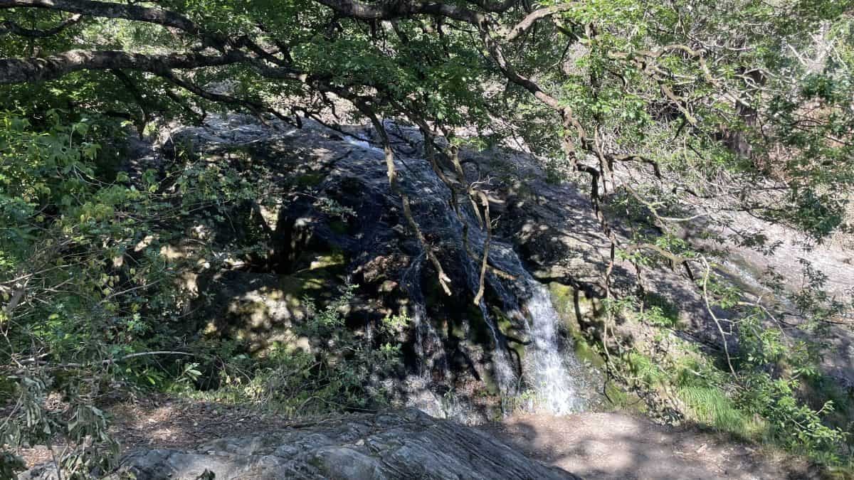 Lush green foliage surrounds a small waterfall flowing over rocks in a tranquil forest setting. Bright sunlight filters through the leaves, highlighting the natural beauty of this hiking trail.