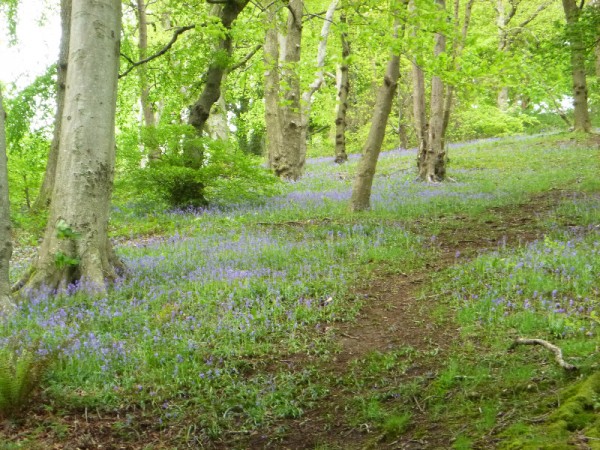 bluebells in forest