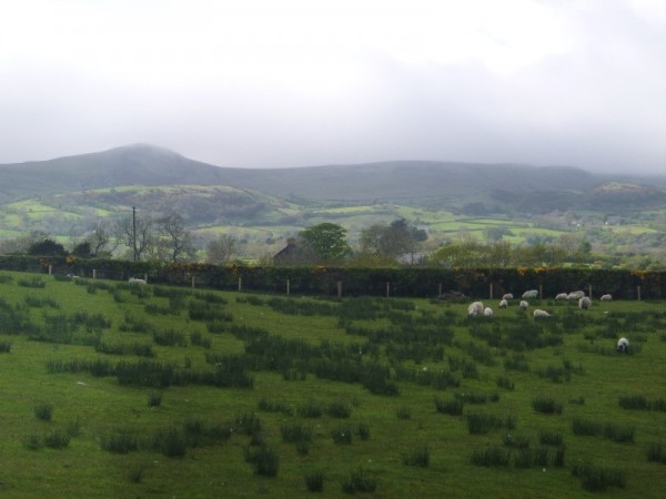 sheep in a field with hills in background