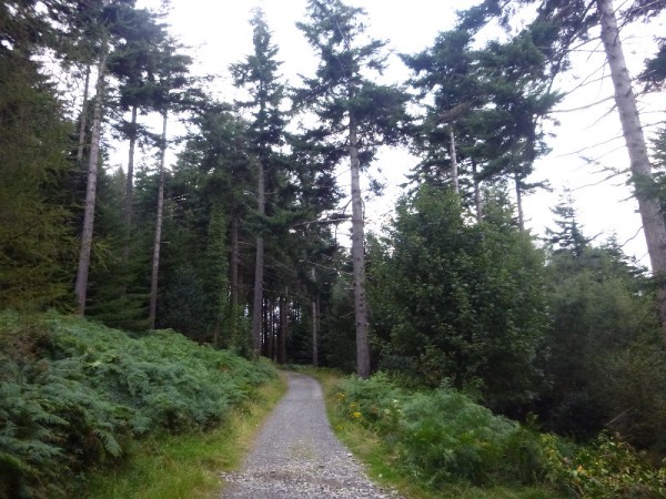 Forest trees run along a gravel path