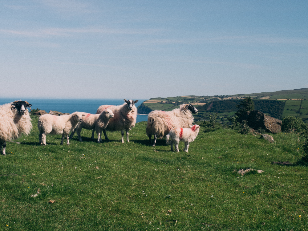 Watching sheep