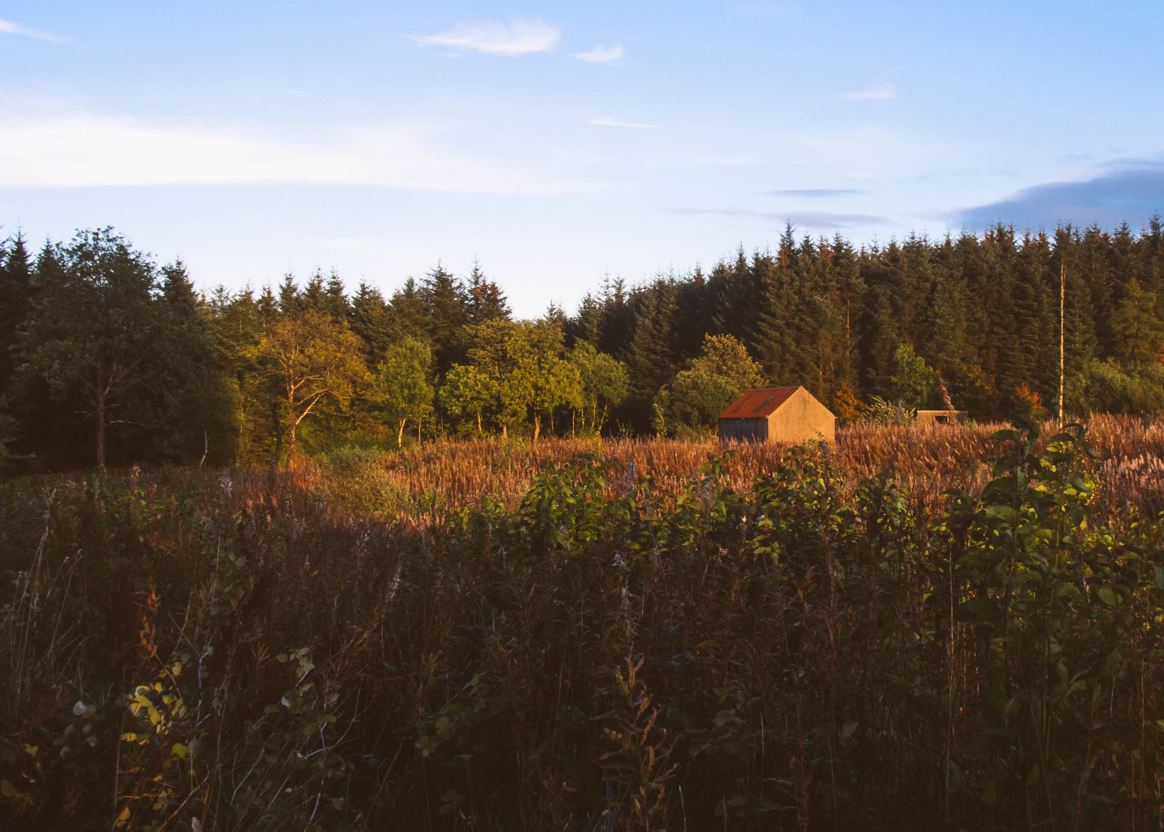 Overnight Camp in Springwell Forest Rustic countryside landscape with a small barn, lush green trees, tall grass, and a clear blue sky during sunset, perfect for hiking and outdoor adventures.