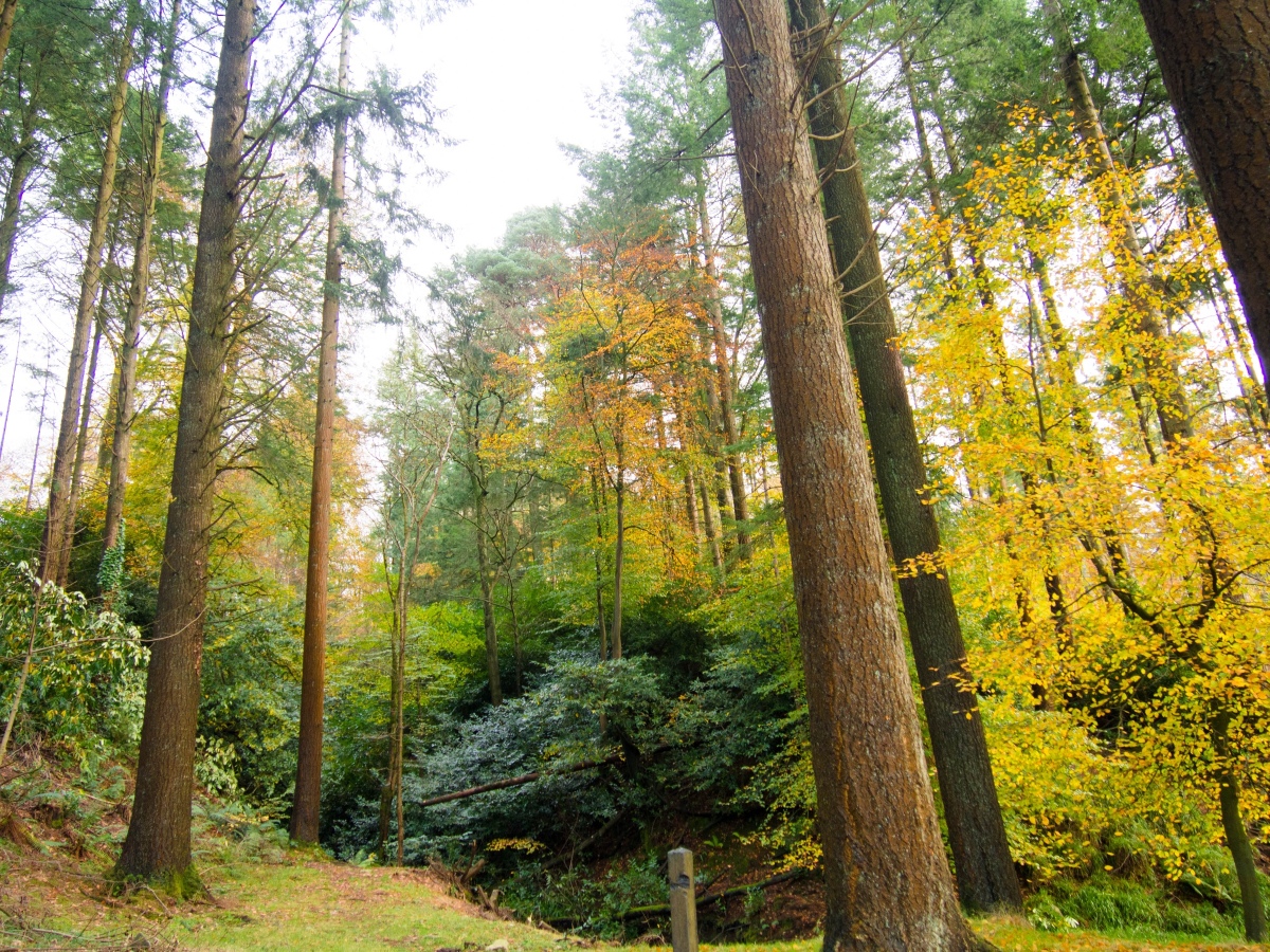 Ravensdale Forest