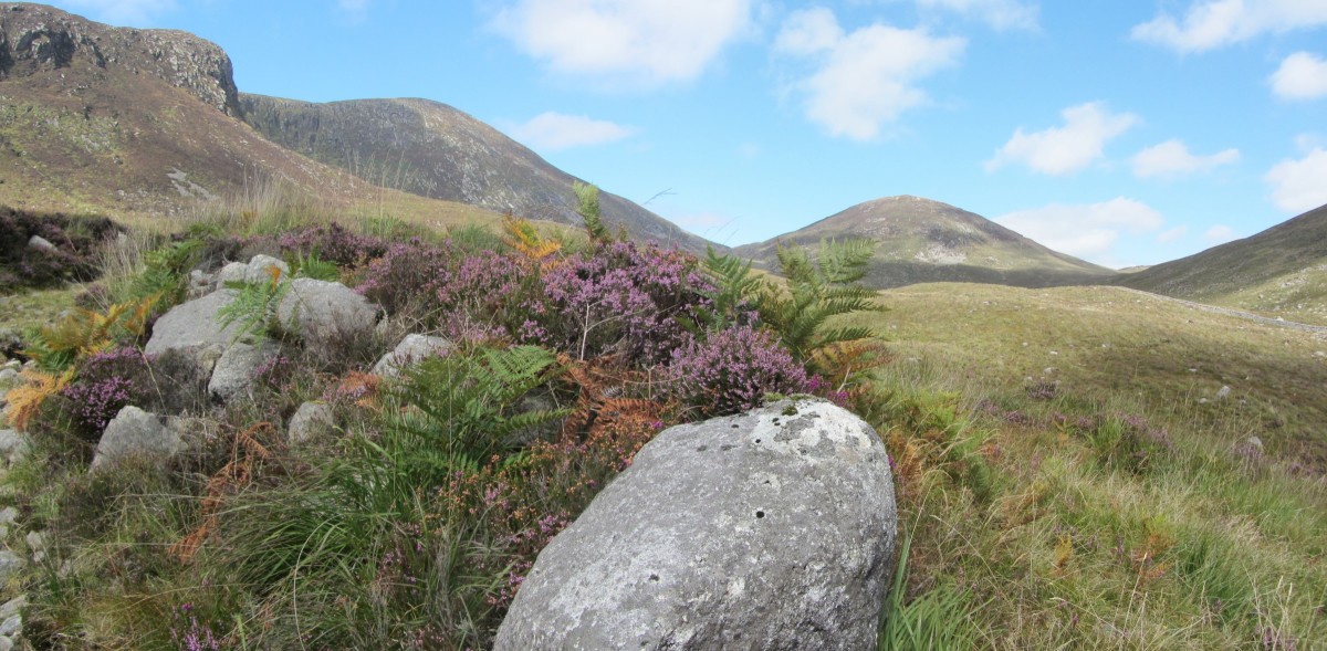 Flora of the Mournes